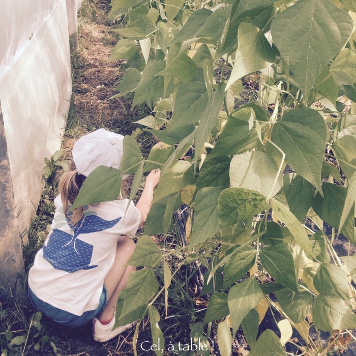Cueillette d'haricots verts